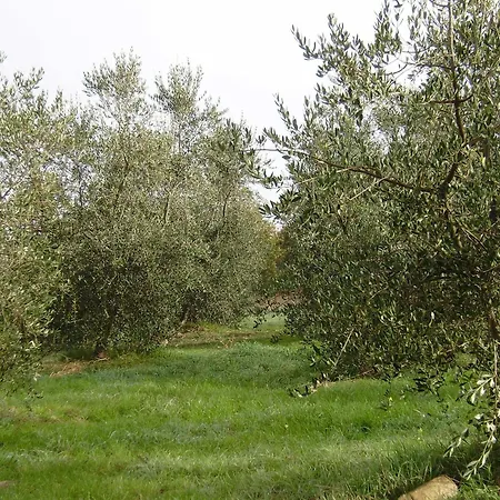 San Domenico-il Roseto